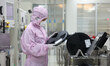 Workers produce automotive semiconductor products at a workshop of an automotive semicondu...