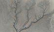 Tidal trees are seen on the Qiantang River in Jiaxing, Zhejiang province, China, on August...