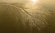 Tidal trees are seen on the Qiantang River in Jiaxing, Zhejiang province, China, on Decemb...