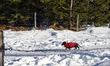 Locals and tourists take a winter walk in Krun, Garmisch-Partenkirchen, Upper Bavaria, Bav...