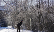 Locals and tourists take a winter walk in Krun, Garmisch-Partenkirchen, Upper Bavaria, Bav...