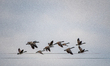 Canada geese are seen in flight just after sunrise at the Oxbow Nature Conservancy in Lawr...