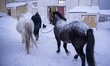 A horsewoman guides some Icelandic horses for a ride to a stable at a breeding and trainin...