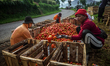 Farmers harvest tomatoes at the Kamojang Agribusiness Plantation in Garut Regency, West Ja...