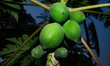 Top views show a male papaya tree (Carica papaya), also known as papaw or pawpaw, blooming...