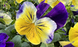 Pansies grow in Toronto, Ontario, Canada, on May 16, 2023. 
