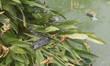 An Asian water monitor is seen on the plant, and Polluted Bare Lake is seen in Colombo, Sr...