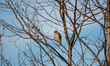 A female northern harrier hunts for prey during sunset at the Fernald Nature Preserve in R...