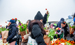 On National Tulip Day, visitors pick tulips for free from the picking garden with more tha...