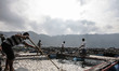 Fishermen collect dead fish floating on Lake Toba with net in North Sumatera, Indonesia, M...