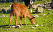 A goat stands on a farm on the island of Lesvos, Greece, on January 18, 2025 