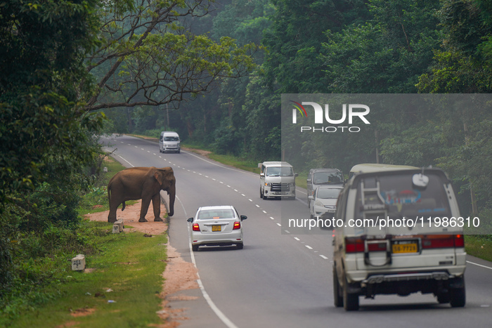 A Wild Elephant Begging For Food From The Street