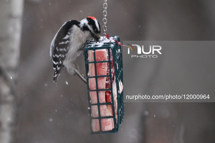 Daily Life In Edmonton During Winter