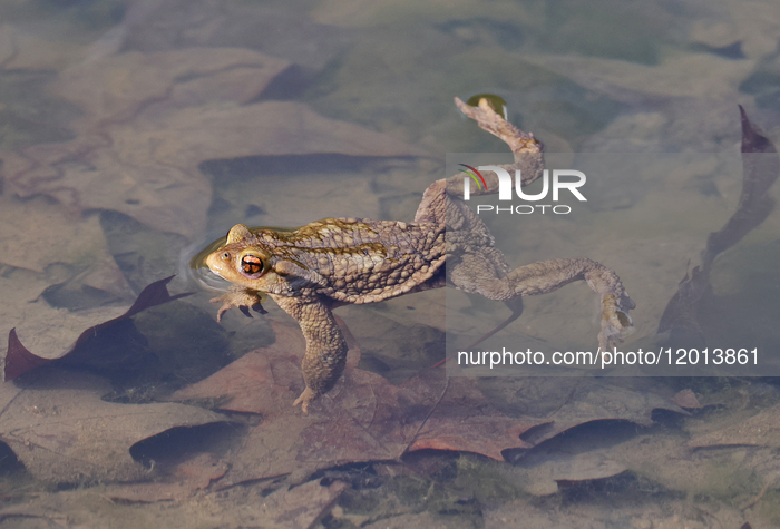 Toads in mating season