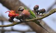 A parrot sits on the branch of a Bombax tree in Nagaon District, Assam, India, on February...