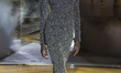 A model walks the runway at the Pamella Roland show during February 2025 New York Fashion...