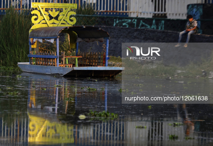 Pelican Migration In Mexico