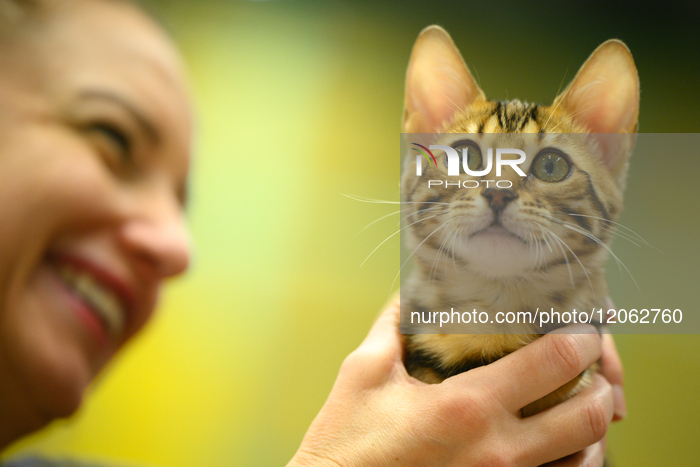 Purebred Cat Competition Warsaw 