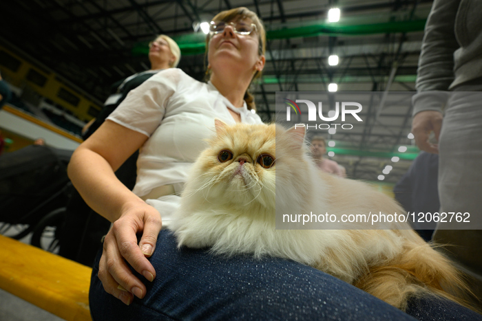 Purebred Cat Competition Warsaw 