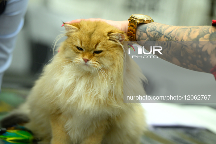 Purebred Cat Competition Warsaw 