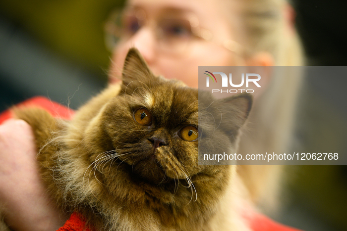 Purebred Cat Competition Warsaw 