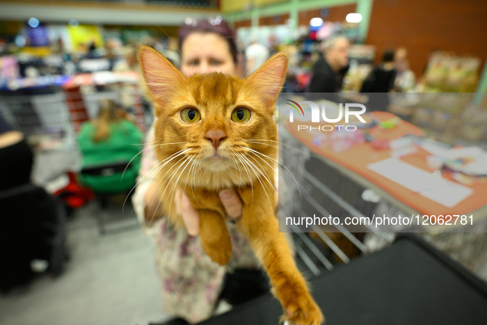 Purebred Cat Competition Warsaw 