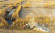 Farmers drive large harvesters to harvest reeds in Suqian, Jiangsu province, China, on Feb...