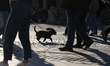 People with a dog walk on the main square at sunset in Krakow, Poland, on March 6, 2025. 