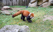 A red panda is seen at the Cincinnati Zoo and Botanical Garden in Cincinnati, Ohio, on Mar...