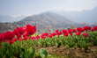 Tulips bloom in Asia's largest tulip garden in Srinagar, Indian Administered Kashmir, on M...