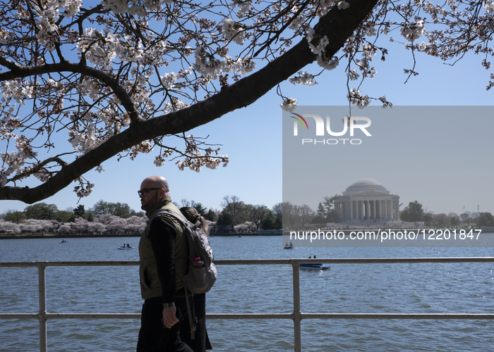 Cherry Blossoms In Washington, DC
