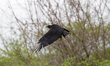 A black vulture is seen at the Oxbow Nature Conservancy in Lawrenceburg, Indiana, on March...
