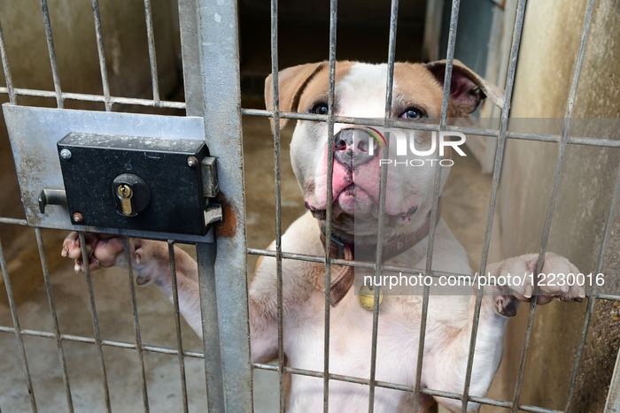 Animals For Adoption At The Saint-Etienne Animal Protection Society