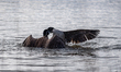 A pair of Canada geese fight just after sunrise at the Fernald Nature Preserve in Ross, Oh...