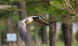 A Canada goose is seen in flight just after sunrise at the Fernald Nature Preserve in Ross...