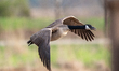 A Canada goose is seen in flight just after sunrise at the Fernald Nature Preserve in Ross...