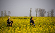 Tourists take their pictures as they flock to the golden mustard fields that are in full b...