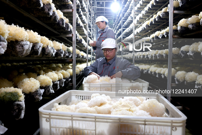 China Largest Commercial Production Base For Edible Fungi
