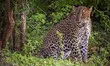 Native Sri Lankan leopard ( Panthera pardus kotiya ), an elusive and majestic predator end...