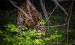 Native Sri Lankan leopard ( Panthera pardus kotiya ), an elusive and majestic predator end...