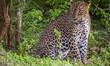 Native Sri Lankan leopard ( Panthera pardus kotiya ), an elusive and majestic predator end...