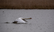 A mute swan is seen just after sunrise at the Fernald Nature Preserve in Ross, Ohio, on Ap...