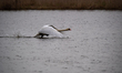 A mute swan is seen just after sunrise at the Fernald Nature Preserve in Ross, Ohio, on Ap...