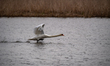 A mute swan is seen just after sunrise at the Fernald Nature Preserve in Ross, Ohio, on Ap...