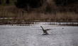 A mute swan is seen just after sunrise at the Fernald Nature Preserve in Ross, Ohio, on Ap...