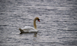 A mute swan is seen just after sunrise at the Fernald Nature Preserve in Ross, Ohio, on Ap...