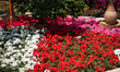 Various flowers are at the 92nd Spring Flower Show in Cairo, Egypt, on April 19, 2025. 
