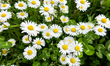White and yellow daisies are seen in Todi, Italy, on April 16th, 2025. Daisies are cheerfu...