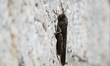 A close-up of a grasshopper clinging to a stone wall is seen in Todi, Italy, on April 16th...