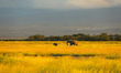 A mother and a baby elephant walk inside Amboseli Park in Kenya. 